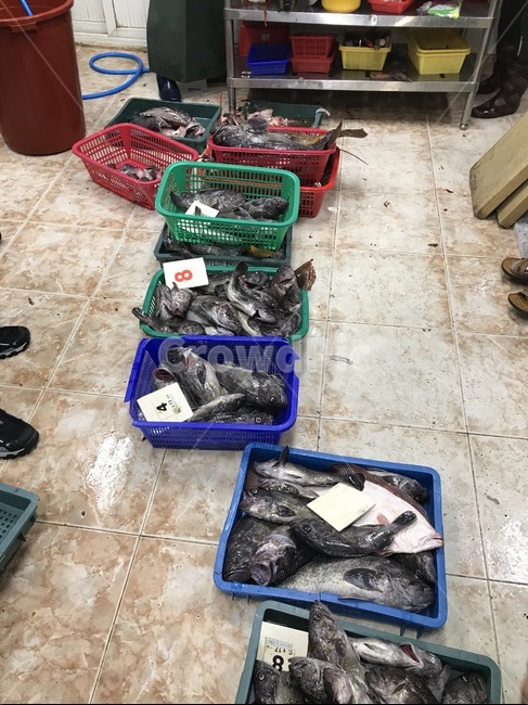 낚시,물고기,우럭,배낚시,만선
