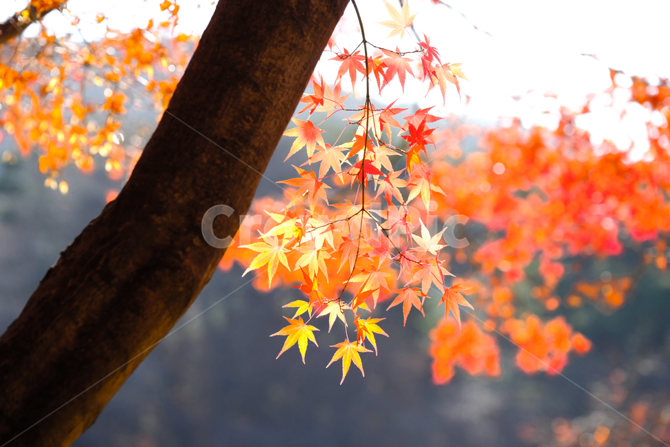 가을,단풍잎,나무,풍경,햇살,가을,계절,fall,autumn,season,plant,식물,leaf,잎,tree
