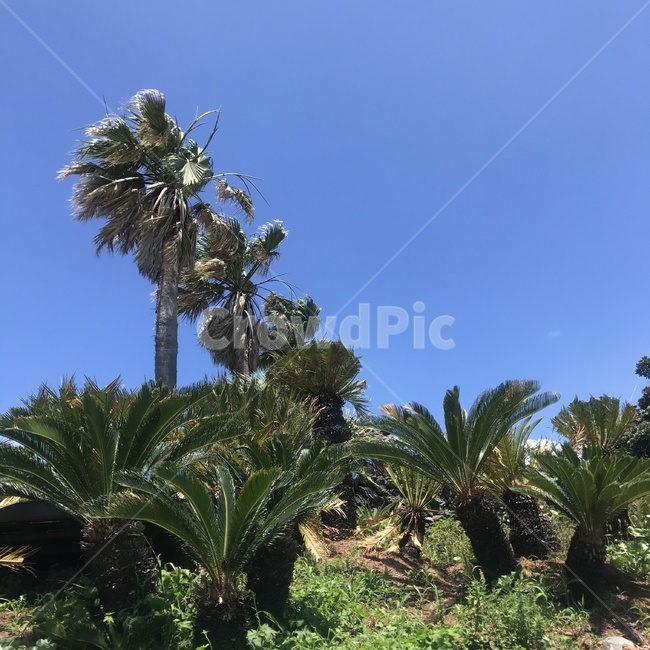 제주,색감,하늘,나무,야자수,자연,풍경,nature,landscape,plant,식물