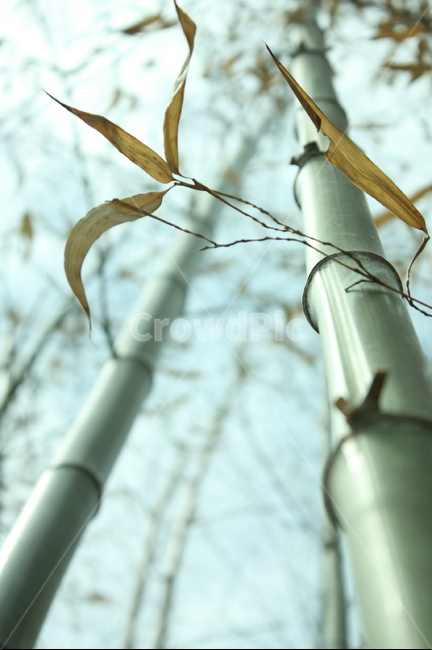 대나무,대나무숲,죽림,나무,숲,식물,자연,plants,nature,나무,trees,wood