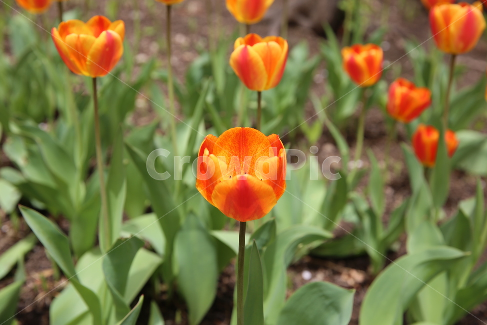꽃,봄,일상,풍경,감성,계절,spring,season,식물,자연,plants,nature,flower,주황,여러송이,꽃밭,잎사귀,잎,봄,계절,spring,season,식물,자연,plants,nature,꽃,flower,plant,blossom,tulip,튤립