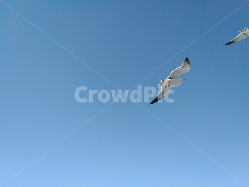 flight,seagulls,freedom,flyingbird,sea bird,sea gull,flying bird,Seagull,gull