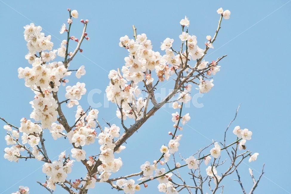 봄,꽃,spring,flower,매화,순천,낙안읍성,봄,계절,spring,season,식물,자연,plants,nature,꽃,flower,감성,sensible,feeling,plant,blossom