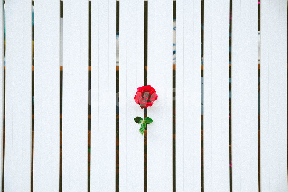 장미,식물,꽃,빨강,초록,여름,여름꽃,하얀색,빨간색,초록색,꽃,flower,감성,sensible,feeling
