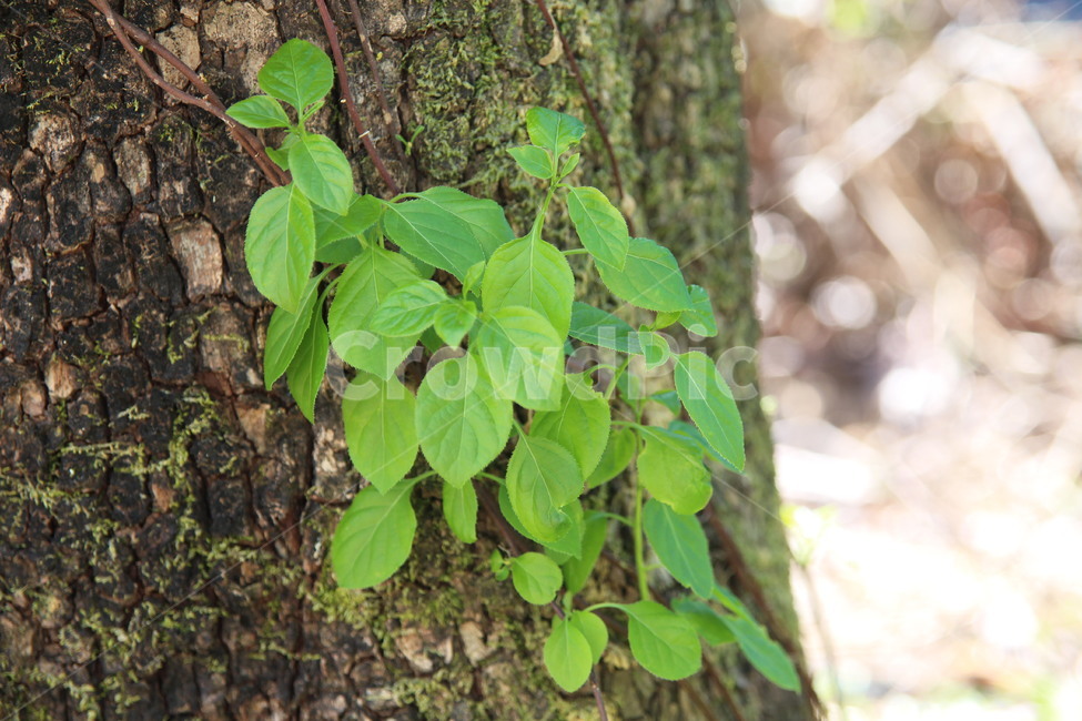 식물,나무,tree,leaf,잎,잡초,식물,자연,plants,nature