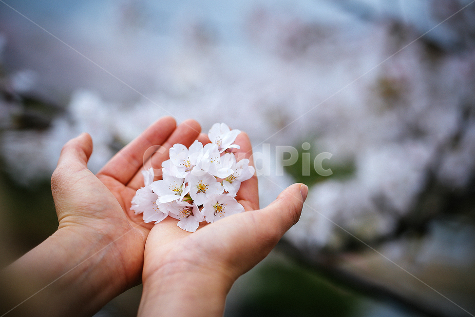 자연풍경,식물,꽃,감성사진,봄,벚꽃,4월,봄,계절,spring,season,식물,자연,plants,nature,꽃,flower,사람,인물,인간,human,person,신체일부,몸,body,감성,sensible,feeling,plant,finger,손가락