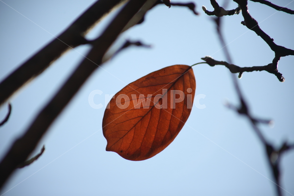 목련,단풍,엽록소,가을,redleaves,가을,계절,fall,autumn,season,veins,정맥
