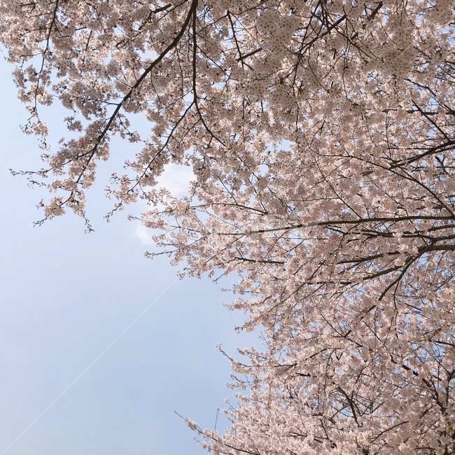 벚꽃,봄,하늘,꽃,감성,따뜻함,봄,계절,spring,season,plant,식물,flower,cherry blossom,blossom