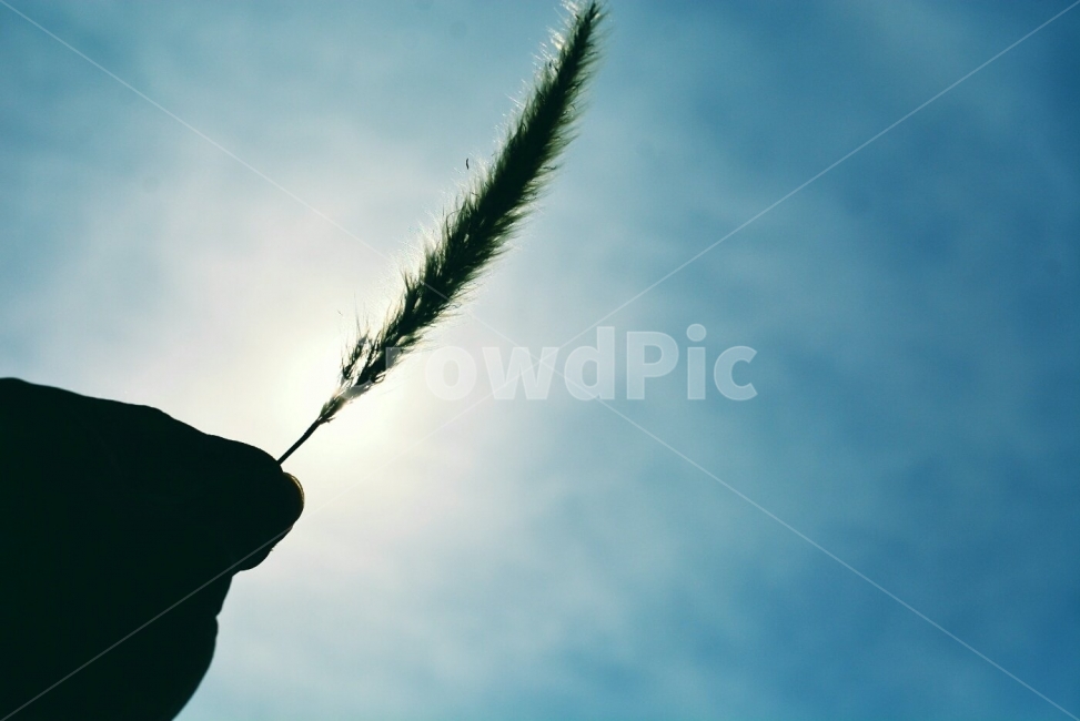 강아지풀,해질녘,감성,풀,부드러운,따뜻한,따스한,sunset,sensitive,가을,계절,fall,autumn,season,식물,자연,plants,nature,감정,sensible,feeling,emotion,한국풍경,한국자연,relaxation,healing,감성사진,느낌,따듯함,풍경,풍경사진,고요함,역광,역광사진,식물,자연,plants,nature,감성,sensible,feeling