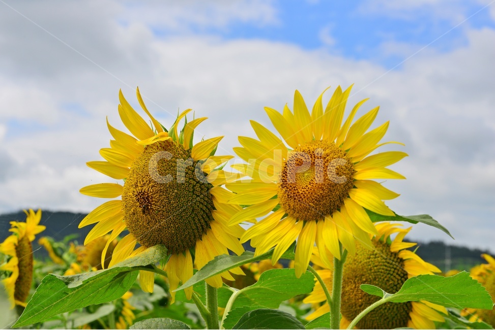plant,식물,flower,blossom,꽃,sunflower,해바라기,날씨,구름,하늘,해남,마산,간천지,간척지해바라기밭,해바라기밭,마산해바라기밭