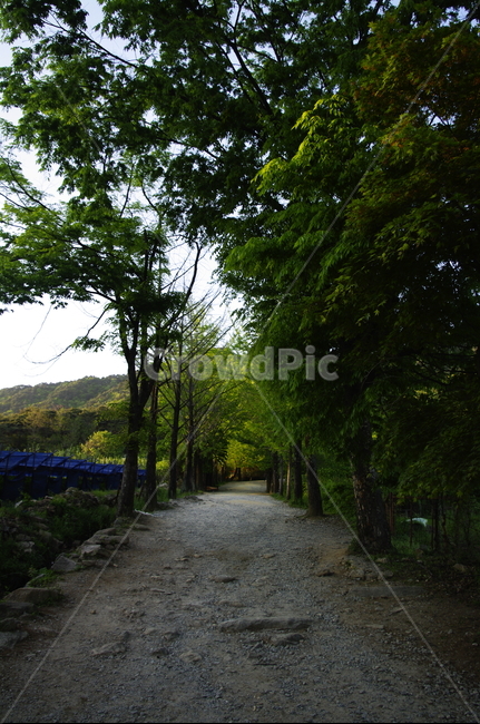 가로수,나무,식물,plant,자연,nature,길,자연,풍경,nature,landscape,gravel,자갈,dirt road,흙길,road,도로,path,통로