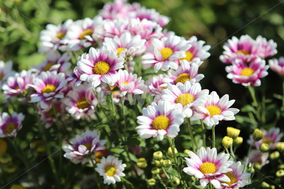 plant,식물,flower,꽃,국화,식물,자연,plants,nature,꽃,flower