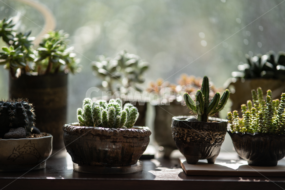 다육이,다육식물,plant,botanical,식물,식물,자연,plants,nature