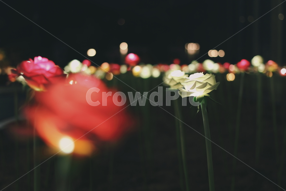 조명,인공조명,야경,감성사진,꽃,led,보케사진,빛,감성,sensible,feeling