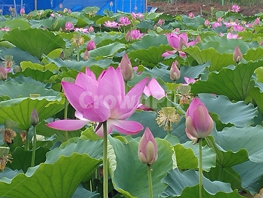 연꽃,lotus,식물,수초,땅속줄기,담수초,련꽃
