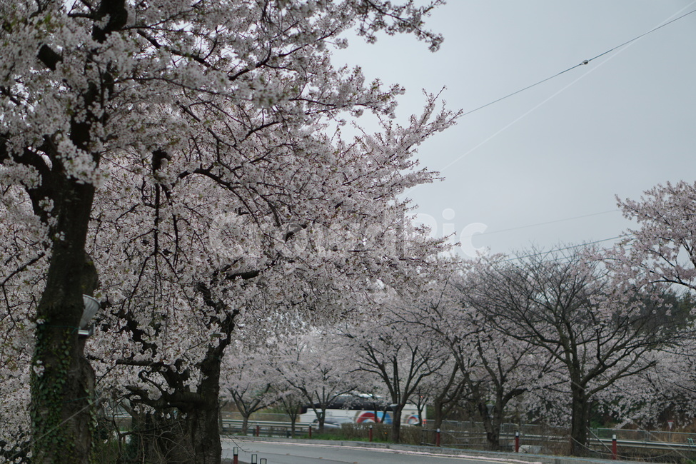벚꽃,꽃,나무,봄,설레임,봄,계절,spring,season,자연,풍경,nature,landscape,plant,식물,blossom,flower
