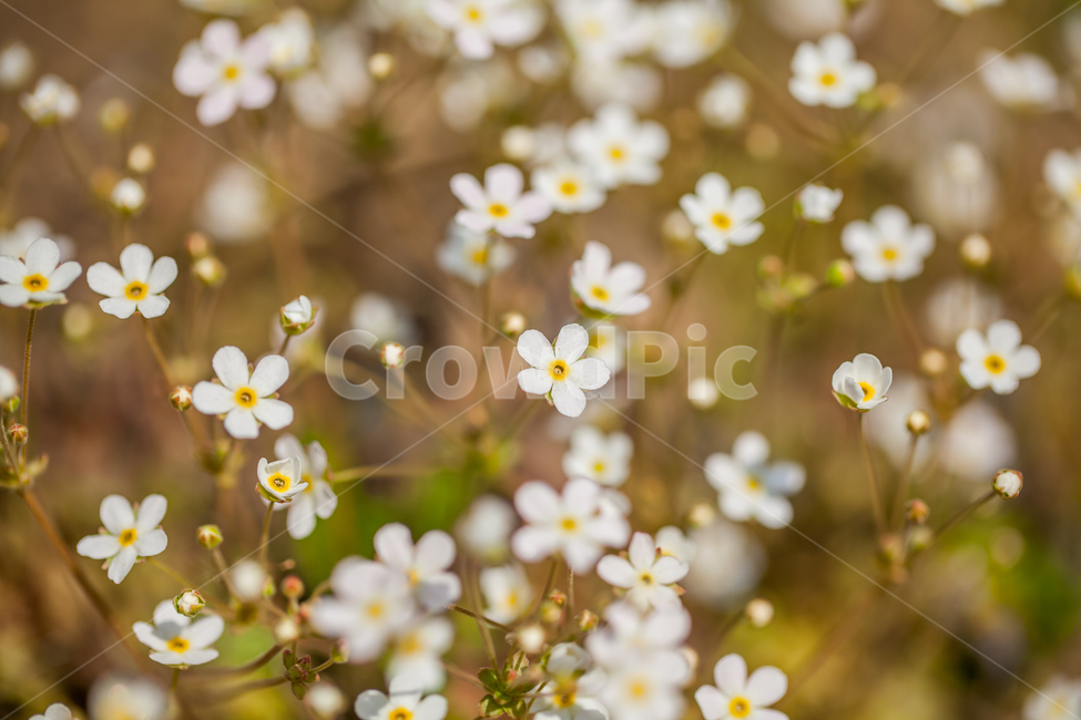 야생화,식물,꽃잎,blossom,flower,꽃,봄꽃