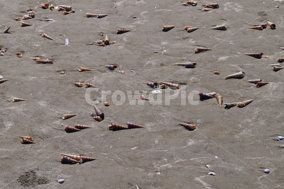 모래사장,모래,해안,조개,조개껍질,조가비,해변,바다,beach,sea