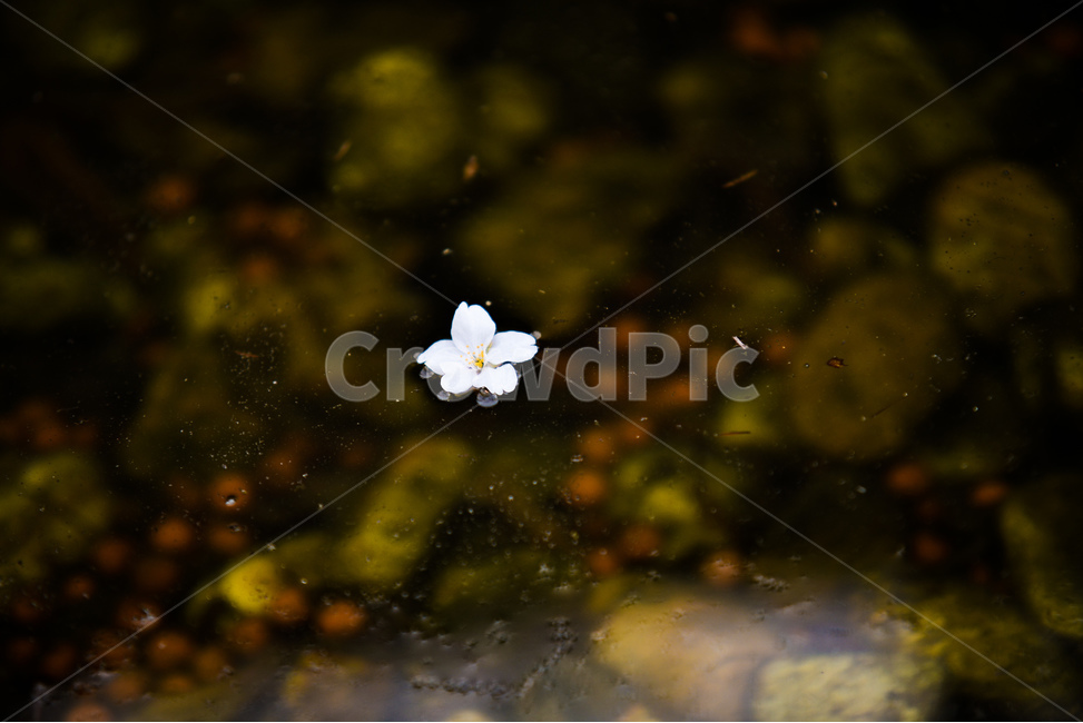 꽃,벚꽃나무,나무,벚꽃,분위기,감성,봄,계절,spring,season,식물,자연,plants,nature,꽃,flower,plant,geranium,제라늄,blossom