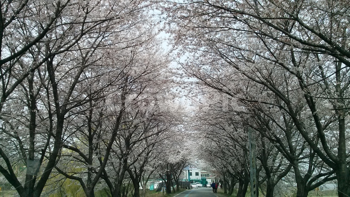 벚꽃터널,벚꽃,봄,봄바람,김포,cherryblossom,식물,자연,plants,nature,꽃,flower,나무,trees,wood