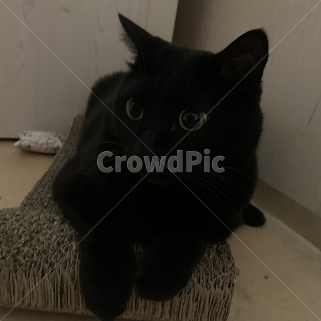 고양이,cat,동물,animal,고양이눈