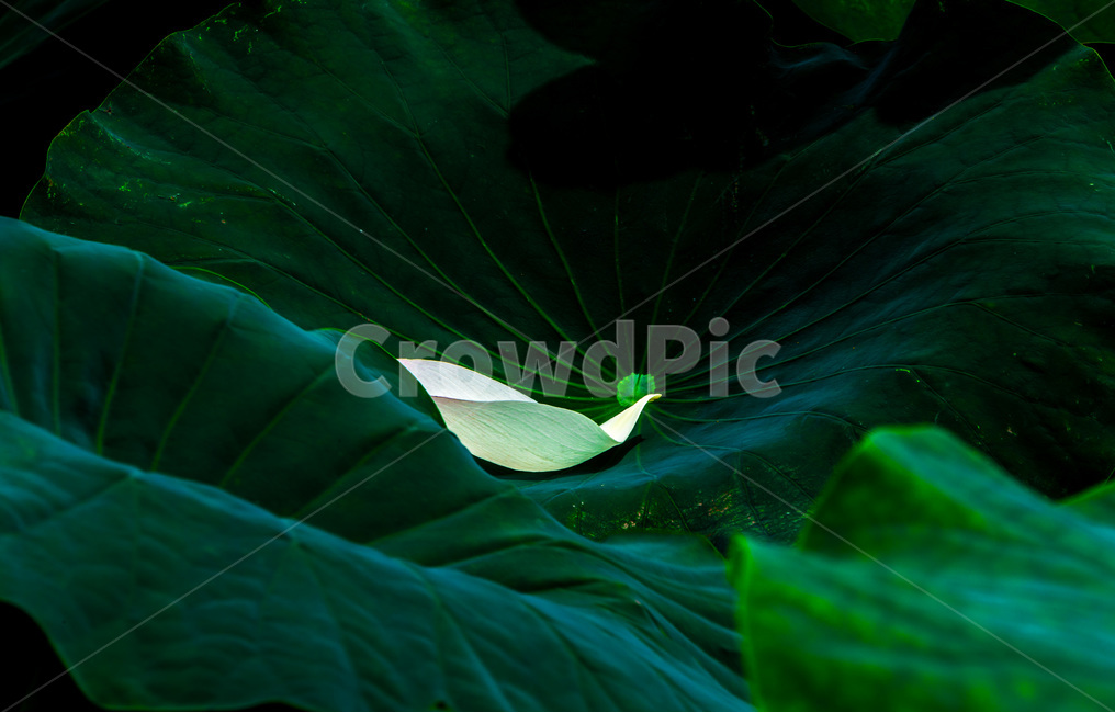 꽃잎,연잎,낙화,문양,무늬,식물,자연,plants,nature,꽃,flower