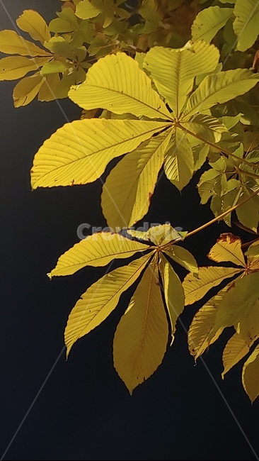 노란단풍,단풍,가을,잎,leaf,식물,plant,가을,계절,fall,autumn,season,식물,자연,plants,nature,veins,정맥