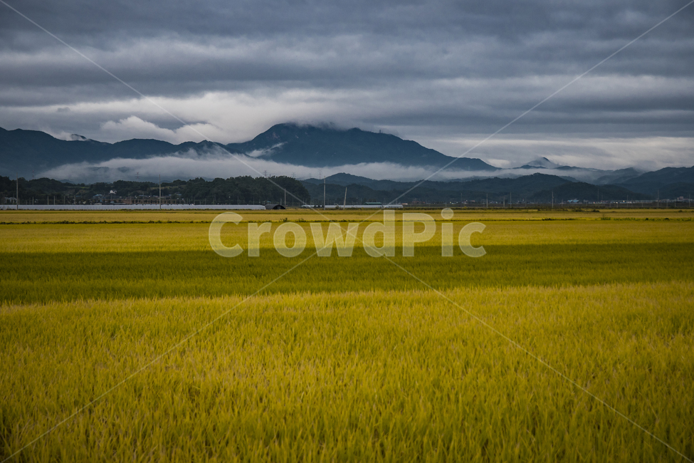 구름,벼,산,가을풍경,논,시골,마을,풍경,landscape,country,rural,town