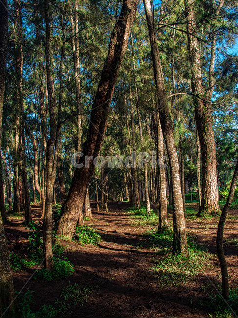 tree,나무,plant,식물,treetrunk,바닥,ground,나무줄기,자연,풍경,nature,landscape,tree trunk,나무 줄기