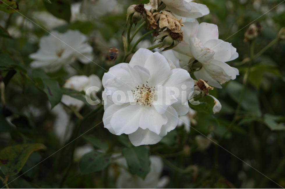 장미,로즈,rose,식물,꽃,flower,찔레꽃,흰장미,하얀장미,식물,자연,plants,nature,꽃,flower