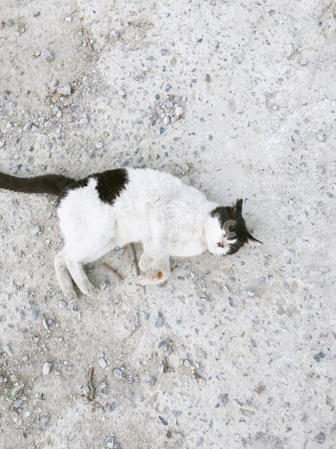 고양이,cat,동물,animal,얼룩