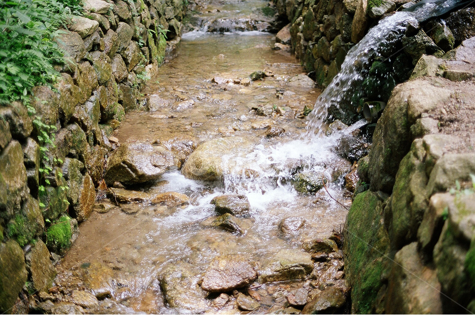 녹차밭,시냇물,시냇가,물,자연,필름카메라,필카,아날로그사진,자연,풍경,nature,landscape,water,outdoors,옥외,stream,흐름,creek,작은 만