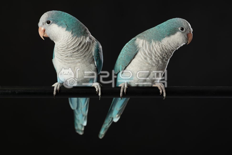잉꼬,앵무새,동물,새,bird,animal,parrot,동물,animal,조류,새,birds