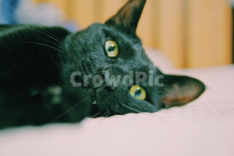 검은고양이,동물,고양이,blackcat,cat,포유류,animal,pet,mammal,동물,animal,포유류,mammal,고양이,cat,kitten,kitty