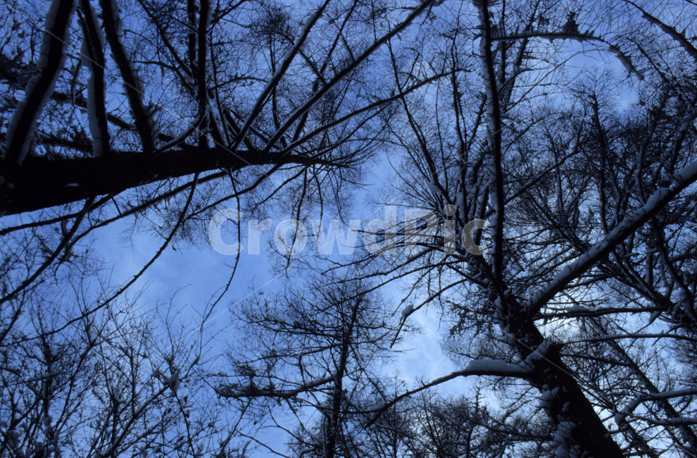 풍경,겨울,눈,하늘,나무가지,scenery,winter,snow,sky,branch,겨울,계절,winter,season,자연,풍경,nature,landscape,tree,나무,plant,식물