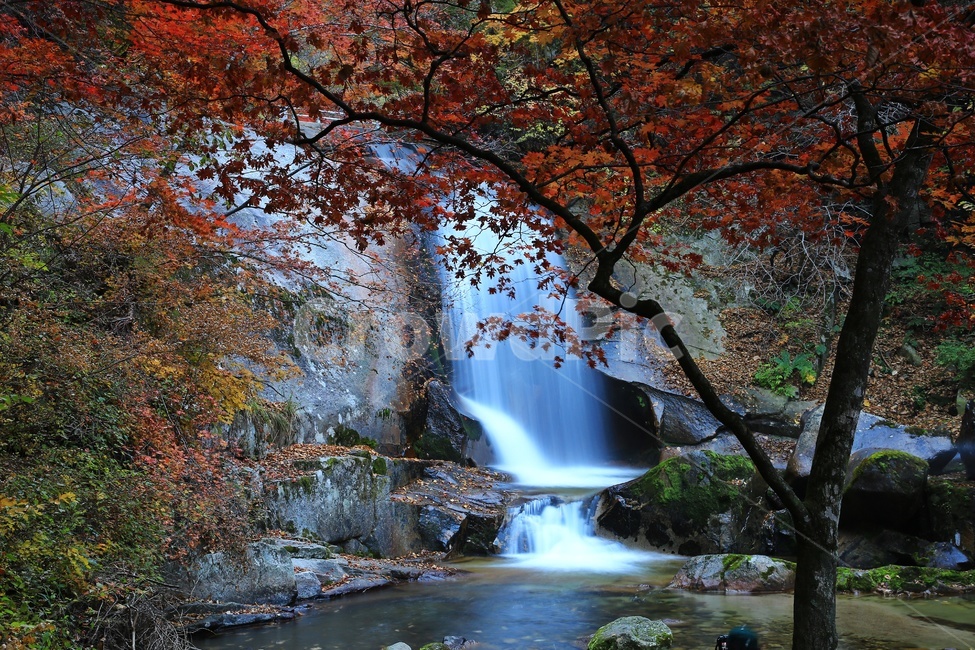 water,물,nature,outdoors,옥외,waterfall,폭포,tree,나무,plant,식물,leaf,잎,stream,흐름,물흐름,강원도,인제,방태산,방태산폭포,방태산가을,단풍,단풍잎,가을,추색,만추,낙엽,계곡,경치,경관,풍경,인제가을