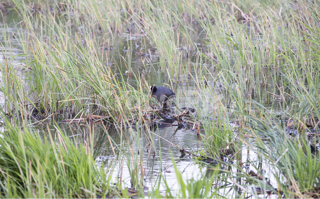 물닭,조류,새,bird,eurasiancoot,fulicaatra,강,호수,연못,pond,river,하천,늪지,blackcoot,wetland,swamp,marsh,bog,수풀,동물,animal,조류,새,birds