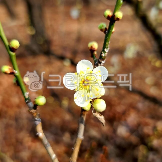 spring,spring flowers,The Four Gentlemen,Cheongmae,plum blossom