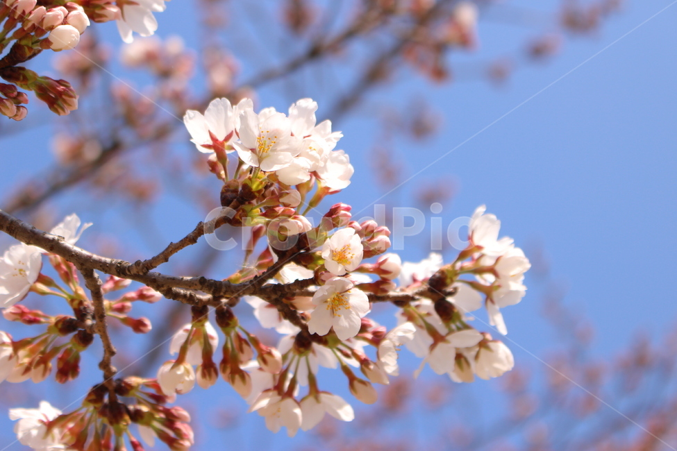 plant,식물,blossom,꽃,flower,벚꽃,꽃나무,자연,나무,하늘,봄,봄꽃,spring