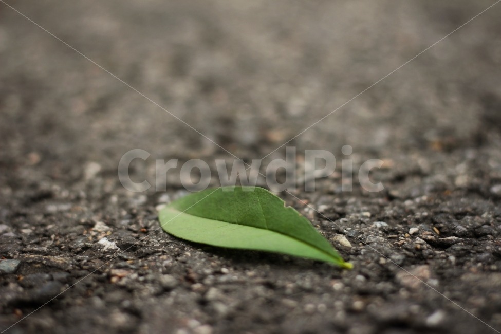 감성,나뭇잎,낙엽,초록,아스팔트,식물,자연,plants,nature