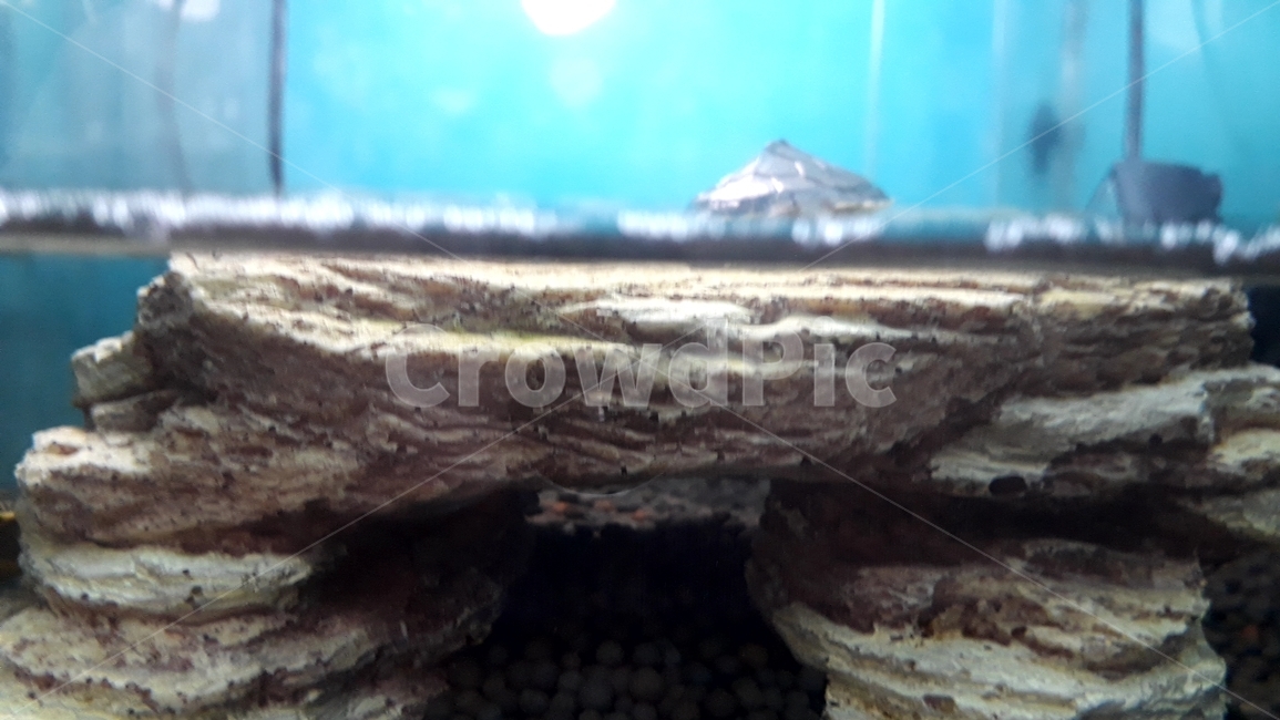 거북,거북이,어항,애완거북,수족관,파충류,양서류,reptile,amphibian