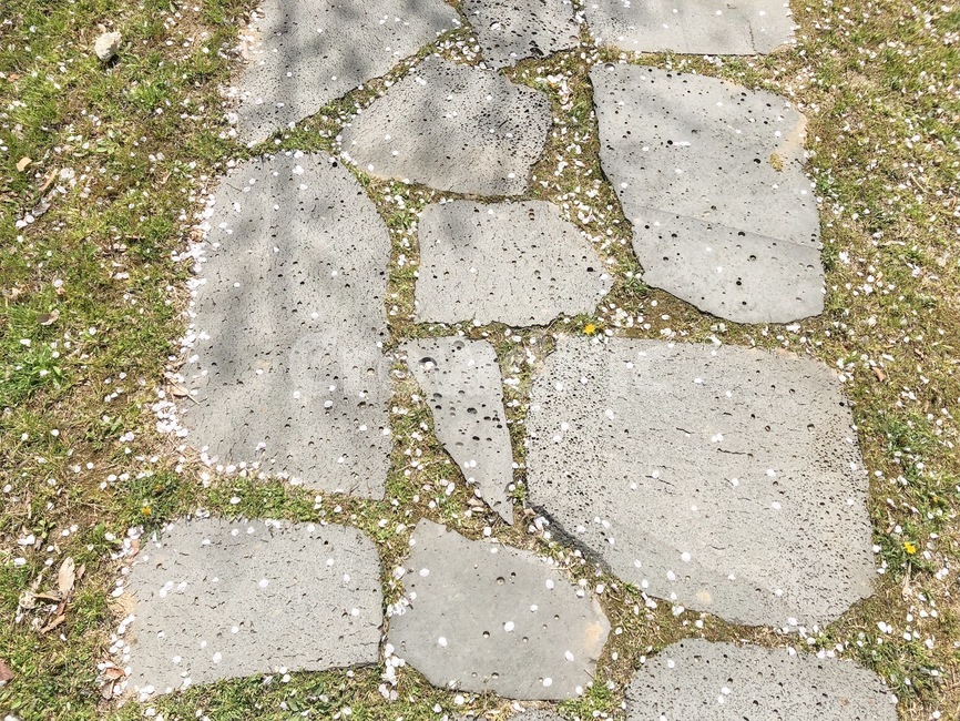 벚꽃길,벚꽃잎,봄,봄풍경,돌길
