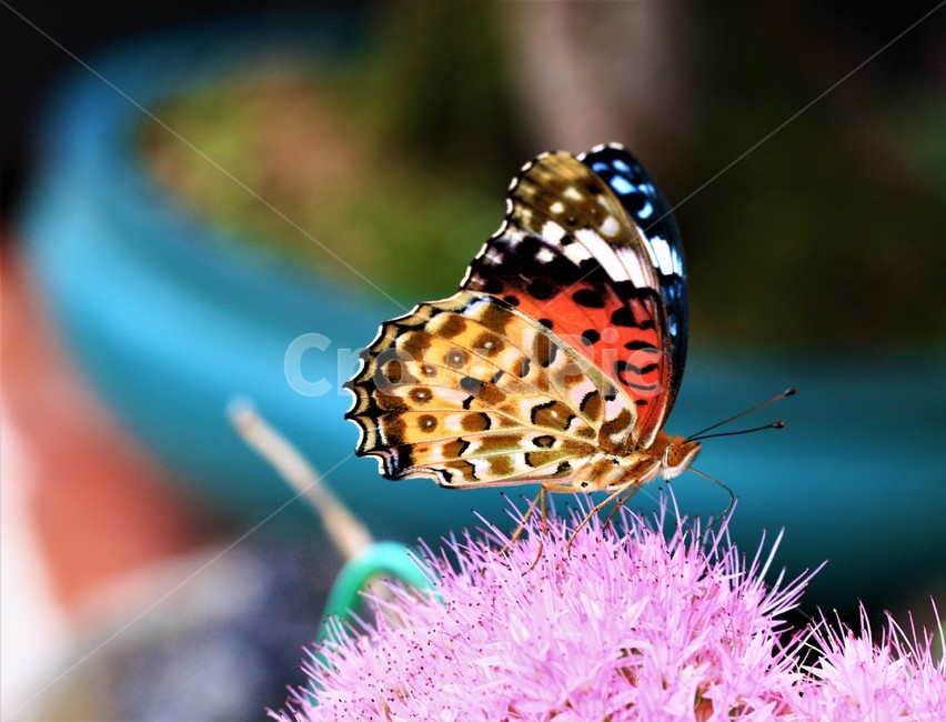 꽃,나비,가을,곤충,butterfly,식물,자연,plants,nature,꽃,flower,곤충,벌레,insect,bug