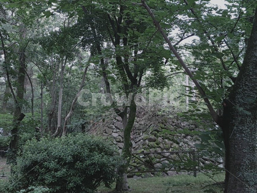 일본,일본거리,일본풍경,거리,풍경,신사,일본신사,교토,교토신사,나무,공원,나뭇잎
