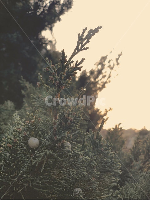 식물,나무,따뜻한,배경,green