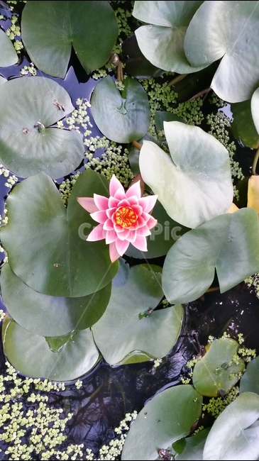 연꽃,절,불교,부처,해탈,열반,수행,참선,명상,수련,깨달음,진리,번뇌,윤회,무소유,정신,마음,종교,신앙,지혜,도,영혼,힐링,사색,인도,인도네시아,꽃,식물,예쁜꽃,아름다운꽃,flower,plant,beautiful,pink,꽃축제,아름다운,우아한,화려한,자연,공원,연분홍색,핑크색,여름,alotusflower,lotusblossom,sacredlotus,indianlotus,waterlotus,nelumbonucifera,waterlily,pondlily,waternymph,candock,training,buddhisttemple,buddhism,buddha,buddhistdoctrines,gautamasiddhartha,asceticism,india,healing,meditation,enlightenment,nirvana,nonpossession,truth,anguish,agony,mind,spirit,soul,wisdom,wise,religion,faith,samsara,metempsychosis,tao,식물,자연,plants,nature,꽃,flower