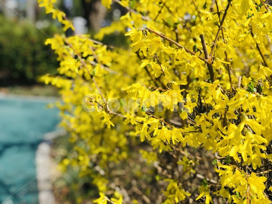 flower,forsythia,spring,꽃,봄,개나리,plant,나무,tree,yellow