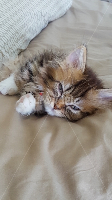 고양이,cat,동물,animal,야옹이,pet,포유류,애완동물,반려동물,유기묘,길냥이,kitten,아기고양이,코숏,코리안숏헤어,캣대디,캣맘,햇살,아침,반려묘,morning,sunshine,휴식,힐링,res,trelaxation,healing,mammal,kitty,동물,animal,포유류,mammal,고양이,cat,kitten,kitty