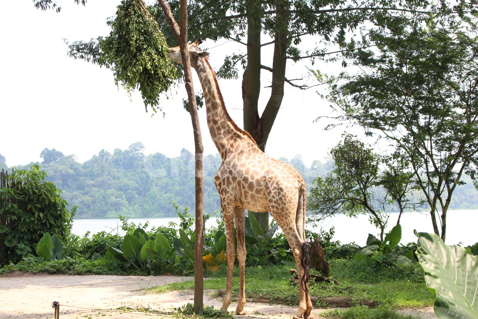 일상,동물,동물원,기린,초원,자연,풍경,배경,나무,풀,동물,animal,포유류,mammal