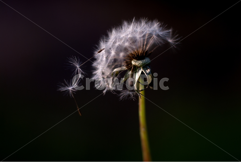 홀씨,민들래,민들래홀씨,식용,접사,식물,자연,plants,nature,꽃,flower